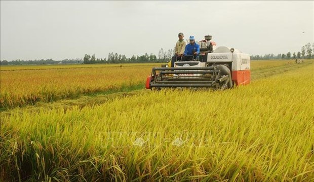 Норвегия финансирует выращивание гибридного риса во Вьетнаме для адаптации к изменению климата hinh anh 2
