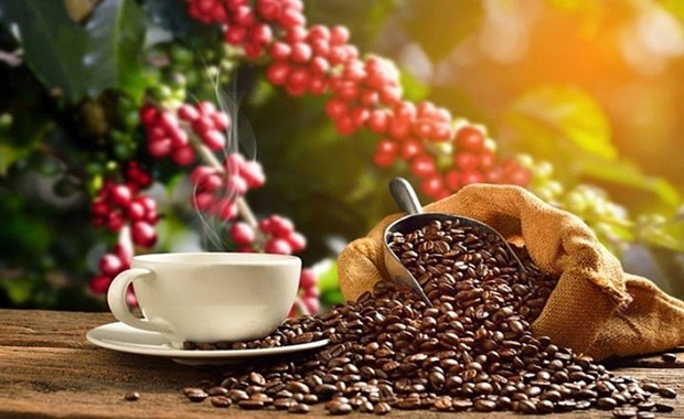 Вьетнам является основным поставщиком кофе в Испанию hinh anh 1