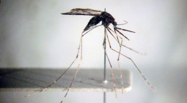 Усилия, которые необходимо предпринять для ликвидации малярии к 2030 году hinh anh 1