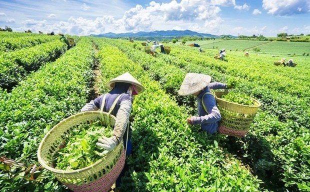 Стоимость экспорта чая в Китаи стремительно растет hinh anh 1