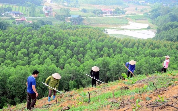 Площадь вновь посаженных лесов увеличилась на 4,7% в первом квартале hinh anh 1