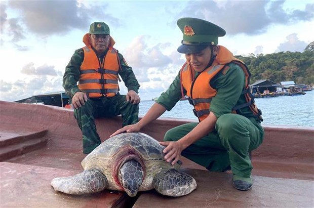 Находящуюся под угрозои исчезновения черепаху выпустили обратно в море в раионе дельты Меконга hinh anh 1