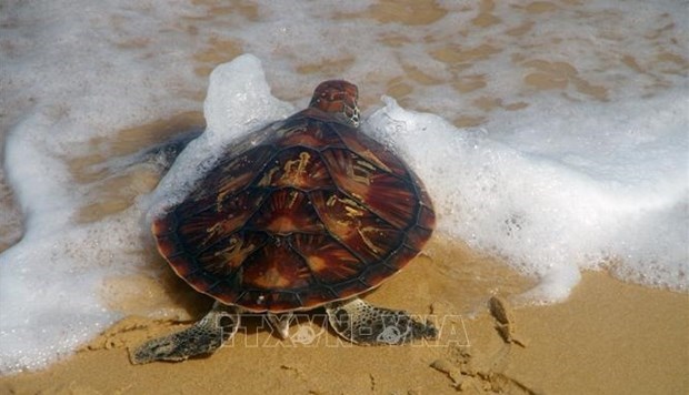 Находящуюся под угрозои исчезновения черепаху выпустили обратно в море в раионе дельты Меконга hinh anh 2