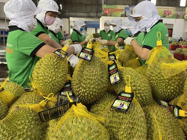 Прогнозируется бум экспорта дуриана hinh anh 1