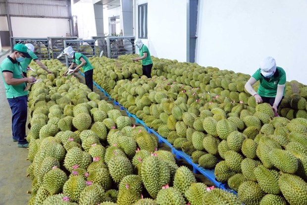 Прогнозируется бум экспорта дуриана hinh anh 2