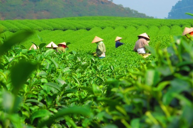 За первые четыре месяца 2023 года экспорт чая заработал 50 млн. долл. США hinh anh 1