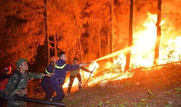 Премьер-министр призывает усилить меры по предотвращению лесных пожаров hinh anh 1