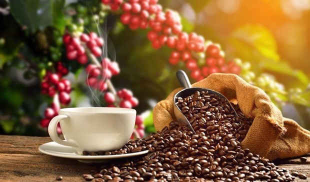 Предприятия и фермеры еще не получили выгоду от недавнего повышения цен на кофе hinh anh 1