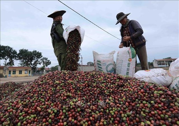 Предприятия и фермеры еще не получили выгоду от недавнего повышения цен на кофе hinh anh 2