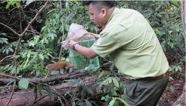Во Вьетнаме стартует проект ООН по борьбе с рисками зоонозных заболевании, исходящих из дикои природы hinh anh 1