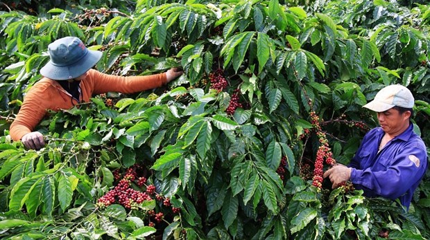 Сотрудничество в построении цепочки производства и поставок кофе, не приводящее к вырубке лесов hinh anh 2