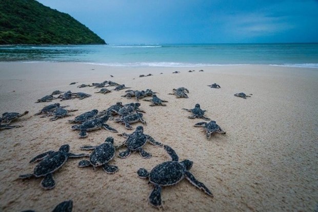 Запуск нового медиа-фильма, призывающего к защите морских черепах hinh anh 2