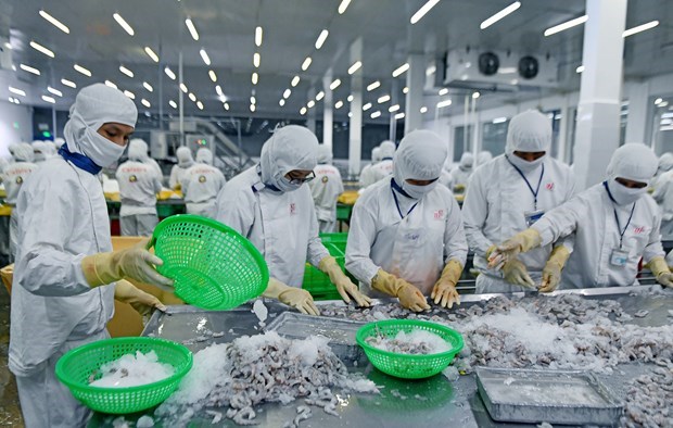 Вьетнам является вторым по величине поставщиком креветок в мире hinh anh 1