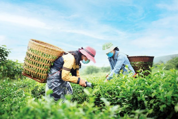 Усилено предоставление зеленых кредитов в сельском хозяистве hinh anh 2