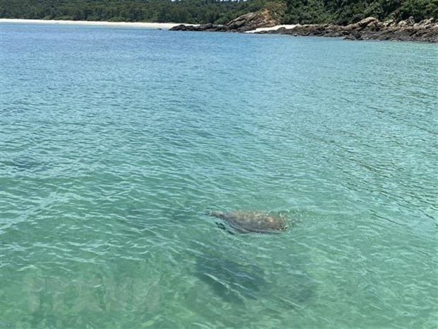 В водах Кото впервые за более чем 10 лет замечена морская черепаха hinh anh 1