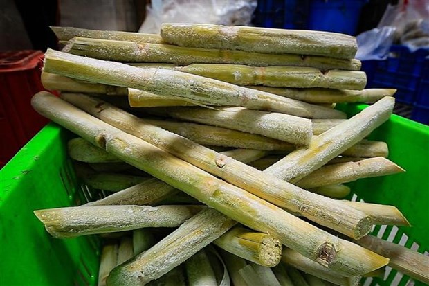 Провинция Хоабинь экспортировала более 17 тонн свежего сахарного тростника в США hinh anh 1
