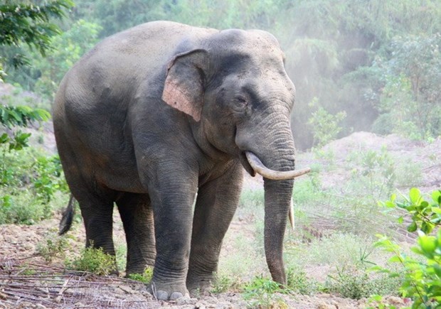 Провинция Донгнаи сохраняет диких слонов методом гармоничного сосуществования hinh anh 1
