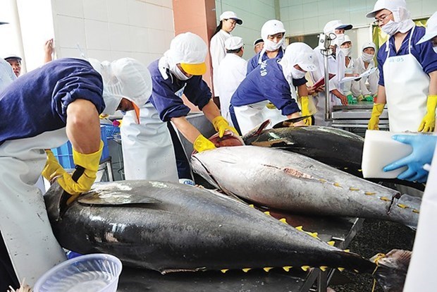UKVFTA способствует повышению конкурентоспособности вьетнамского тунца hinh anh 1