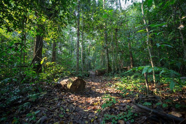 Продавая углеродные кредиты от лесов, Вьетнам получил 41 миллион долларов США hinh anh 2