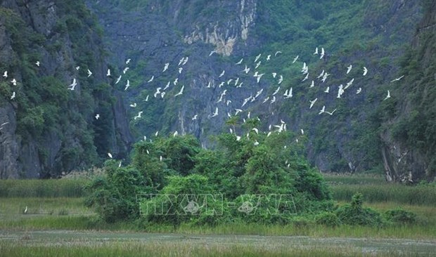 Усилия по защите диких перелетных птиц во Вьетнаме hinh anh 1