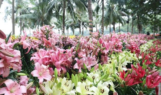 В Ханое открывается фестиваль цветов 2023 hinh anh 2