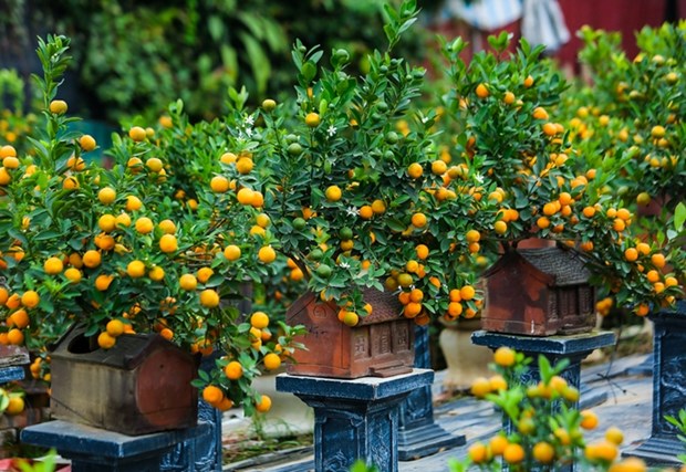 Почему вьетнамцы украшают свои дома персиками, абрикосами и кумкватами во время Тэта? hinh anh 3