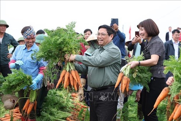 Премьер-министр Фам Минь Тьинь посетил модели сельскохозяиственного производства в провинции Хаизыонг hinh anh 2