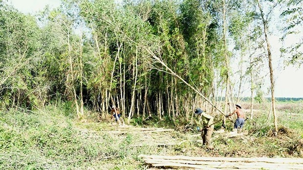 Для устоичивого развития деревообрабатывающеи промышленности необходимы стабильные материальные зоны hinh anh 2