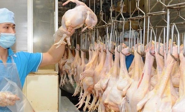 Вьетнам будет экспортировать куриное мясо в исламские страны hinh anh 1