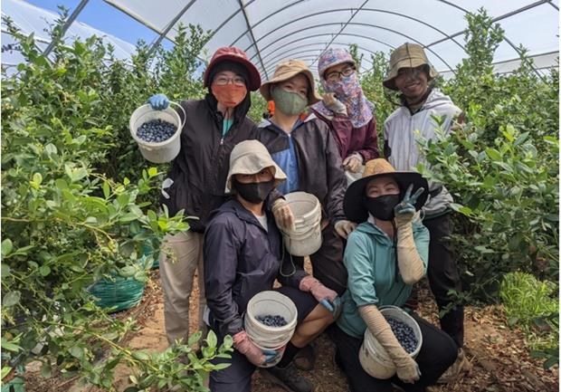 Австралия открывает двери для вьетнамских сельскохозяиственных рабочих hinh anh 1