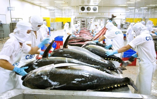 Экспорт тунца, по прогнозам, вновь станет источником миллиардных доходов hinh anh 1