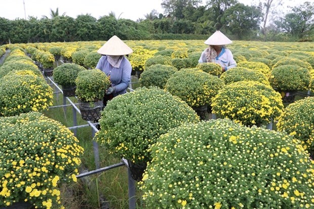 Крестьяне дельты Меконга ожидают хорошего урожая цветов на фестиваль Тэт hinh anh 1