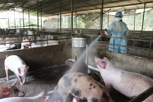 Вьетнам и Франция сотрудничают в производстве вакцин для борьбы с болезнями скота hinh anh 1