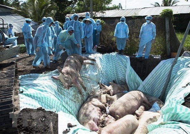 Вьетнам и США совместно изучают вакцину против африканскои чумы свинеи hinh anh 1