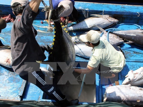 Экспорт тунца в 2019 году увеличится на 10 процентов hinh anh 1