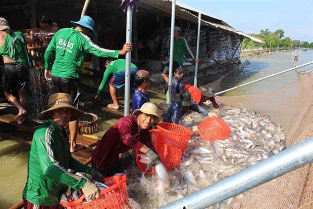 Объем экспорта рыбы в этом году может восстановиться hinh anh 1