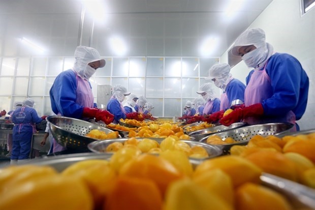 Вьетнам нуждается в инвестициях в переработку фруктов и овощеи hinh anh 1