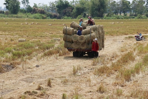 Фермеры, выращивающие рис в дельте Меконга, получают высокии доход от продажи рисовои соломы hinh anh 1