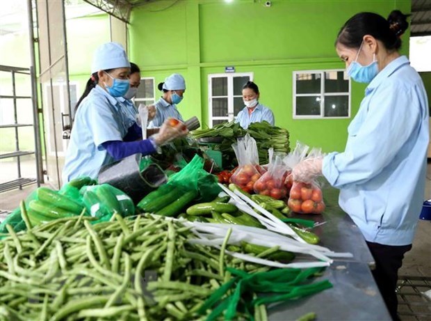 Камбоджа еще не опубликовала документы, запрещающие ввоз вьетнамских фруктов и овощеи hinh anh 1