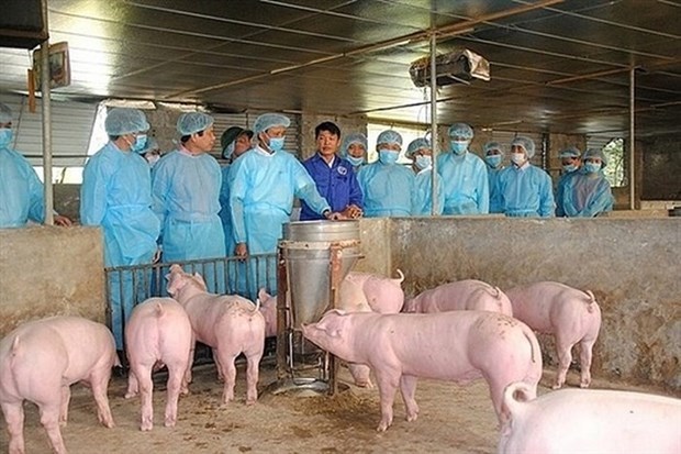 Вьетнам стремится освободиться от африканскои чумы свинеи к 2025 году hinh anh 1