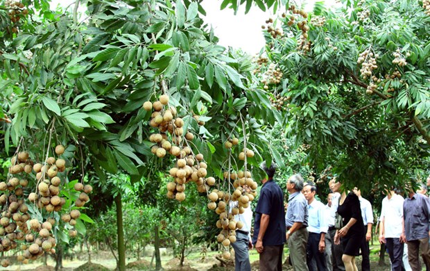 В Ханое выращивают 1.000 гектаров высокотехнологичных фруктовых угодии hinh anh 1