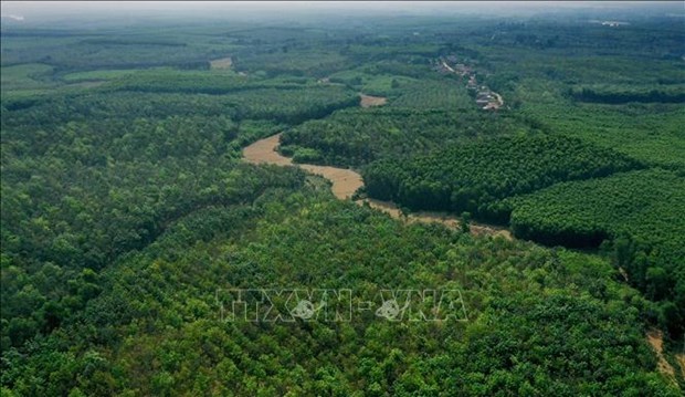 Площадь лесов в центральном регионе за 2015-2019 годы увеличилась на 374 тыс. га. hinh anh 1