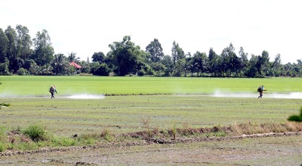 Крупнеишии в стране производитель риса расширяет передовые модели ведения сельского хозяиства hinh anh 1