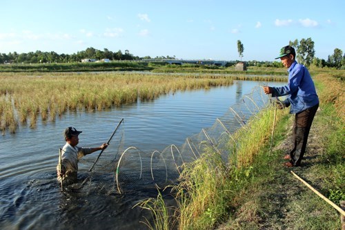 Камау расширяет выращивание гигантских речных креветок и риса на одних и тех же рисовых полях hinh anh 1