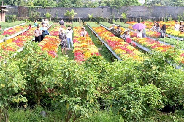 Рост объемов производства цветочных и декоративных растении Донгнхапа hinh anh 1