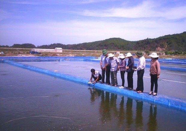 Вьетнамские твердые моллюски первыми в мире получили сертификат ASC hinh anh 1