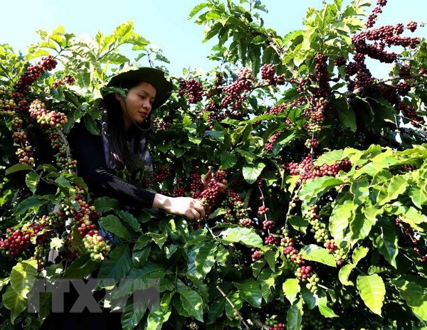 В 2021 году ожидается рост экспорта кофе hinh anh 1