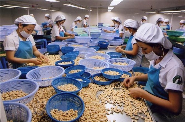Глобальныи рынок сбыта для орехов кешью из Биньфыока hinh anh 1
