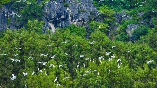 Вьетнам развивает сотрудничество в области охраны природы с WWF hinh anh 1
