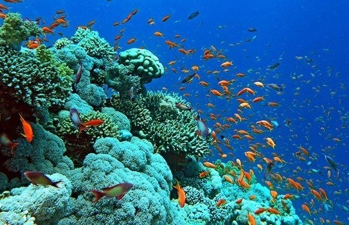 Усилия по восстановлению и защите экосистем коралловых рифов в заливе Халонг hinh anh 1